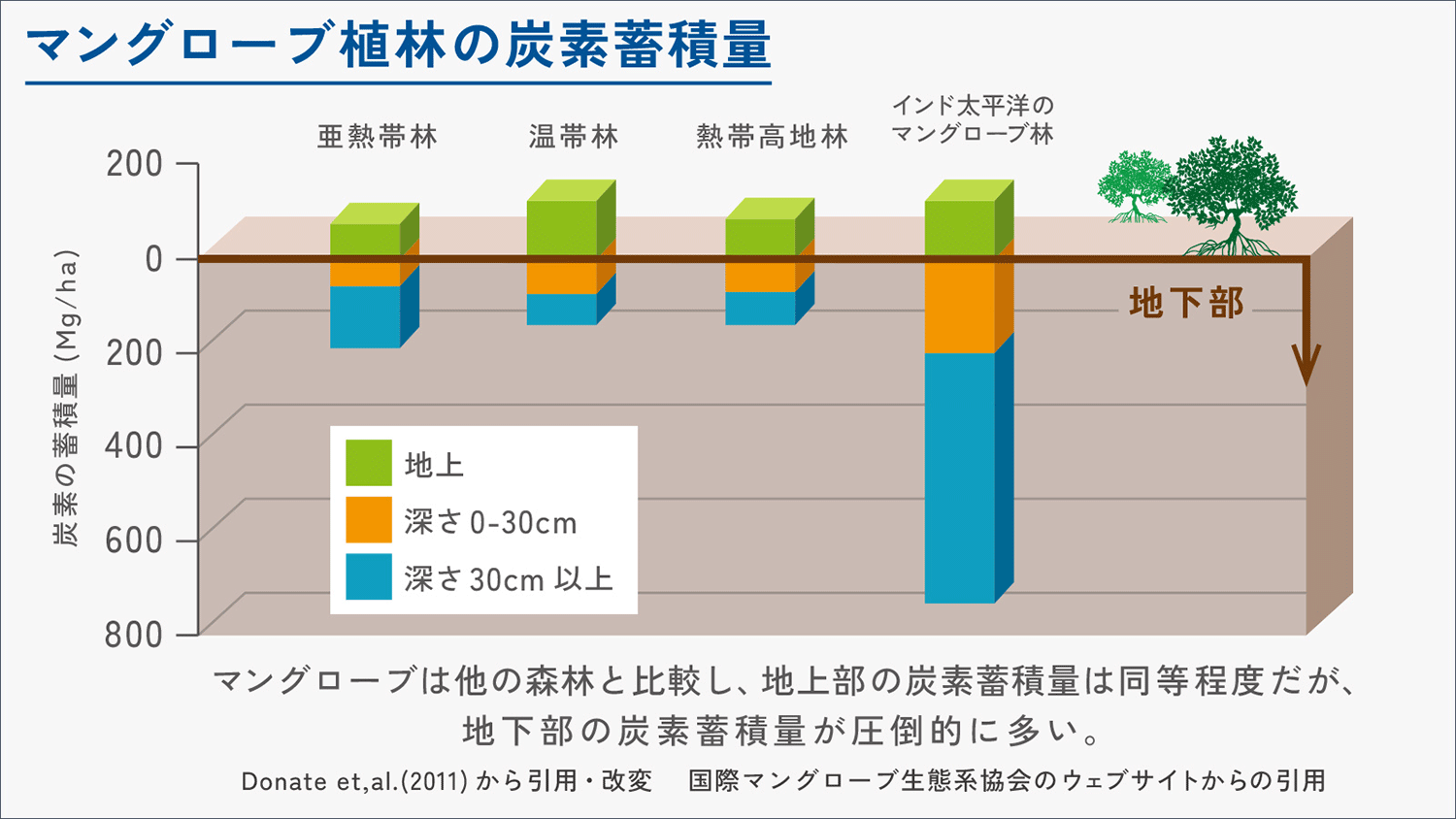 マングローブ植林の炭素蓄積量